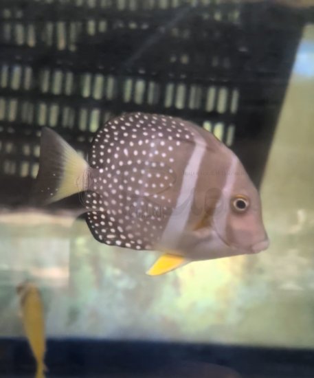 ゴマニザ　ＭＬ 特価