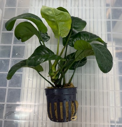 アヌビアス レインフォレスト　ＰＯＴ 特価