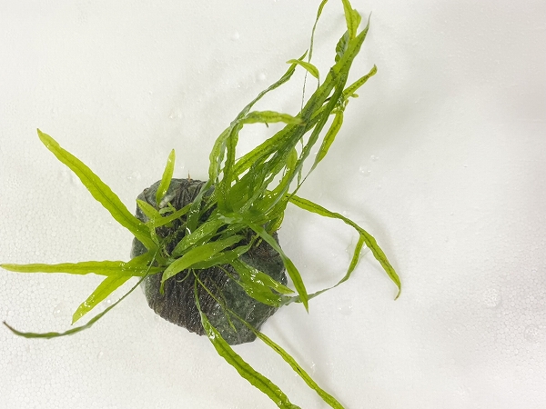 ミクロソリウムspナローリーフ 玄武岩付キ 特価