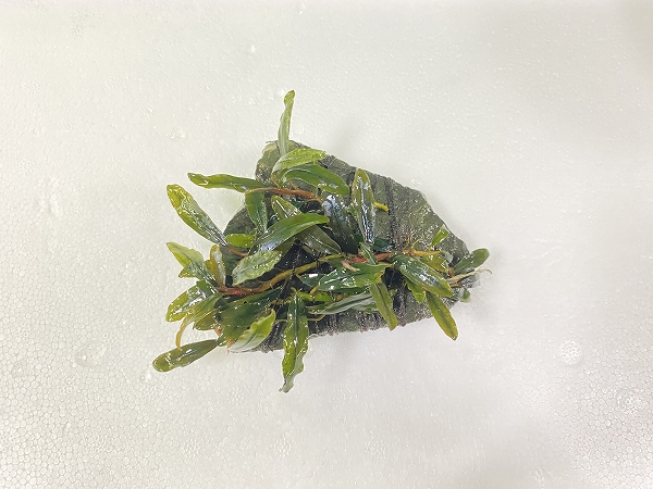 ブセファランドラｓｐクアラクアヤンⅠ　玄武岩付キ 特価