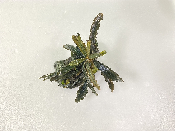 ブセファランドラｓｐビブリス　玄武岩付キ 特価