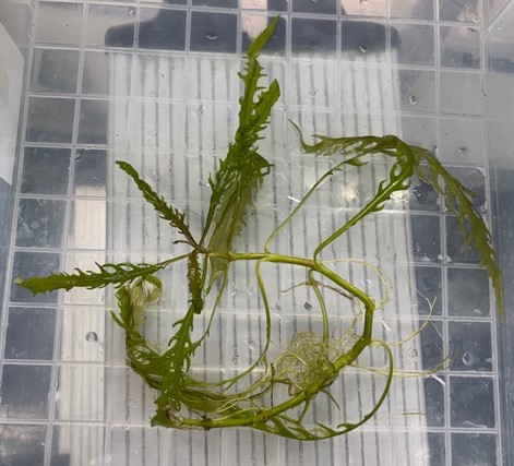 ハイグロフィラsp　Kayin Ｍyanmar　１株 特価