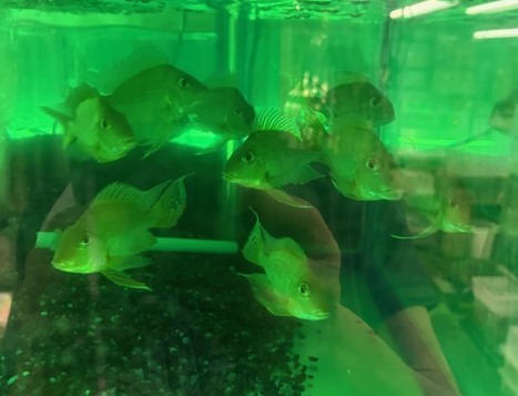 レッドゲオファーガス　ショートボディ　約8cm 特価