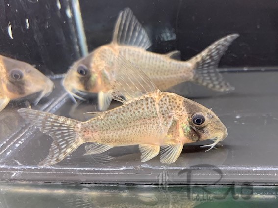 コリドラス 一覧 Rioonline By 株式会社リオ