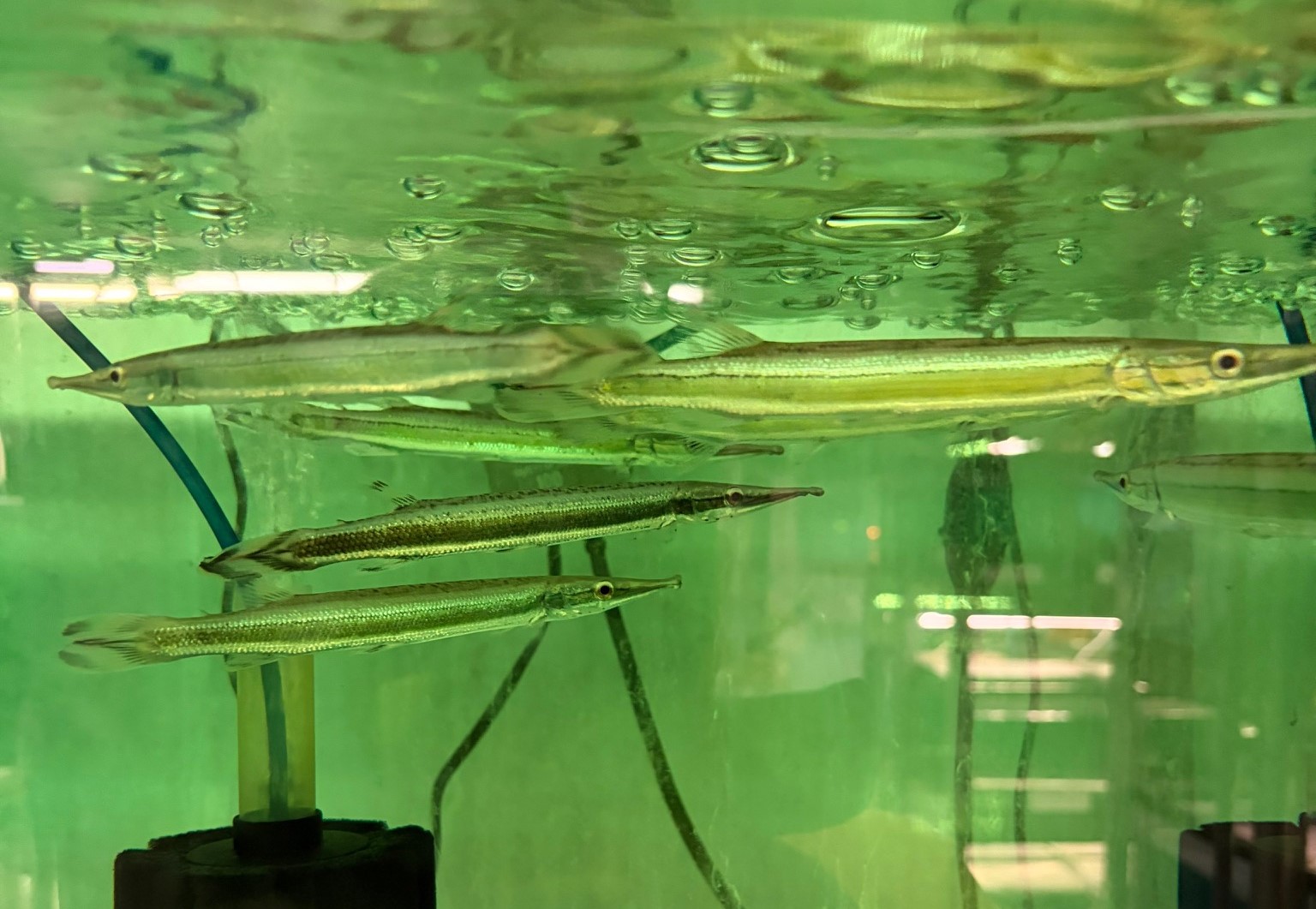 ハイドロシナスガー　コロンビア便　ＭＬ