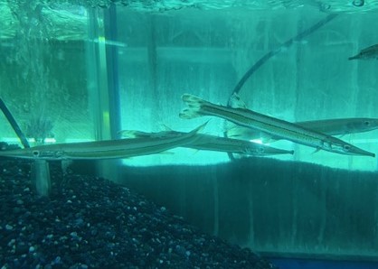 ハイドロシナスガー　コロンビア便　M～ML 特価