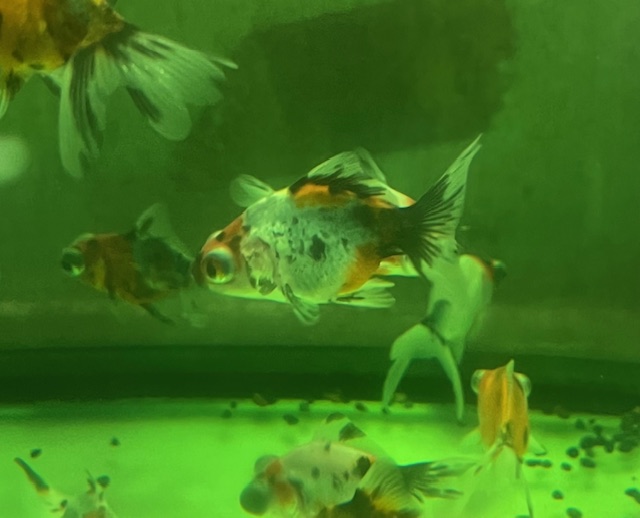 キャリコ出目金　インドネシア便　SM　約5cm