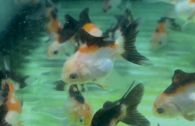 トリカラーオランダ　インドネシア便　SM　約5ｃｍ