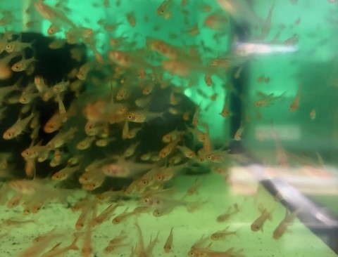 レッドファントム ルブラ　コロンビア便　SM