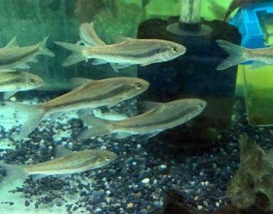 ベナシ マハシール　Neolissochilius benasi中国便　約8～11ｃｍ大 特価