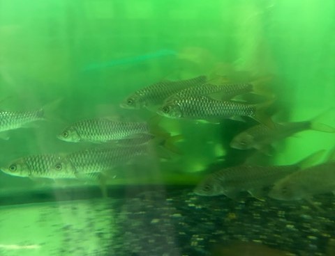 トール シネンシス　Tor sinensis中国便　約12～17cm