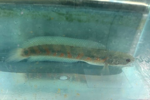 レッドコウタイ　中国便　約15～17cm 特価