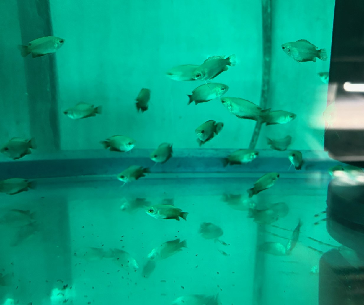 レッドテールゴールデンハニードワーフグラミー　M