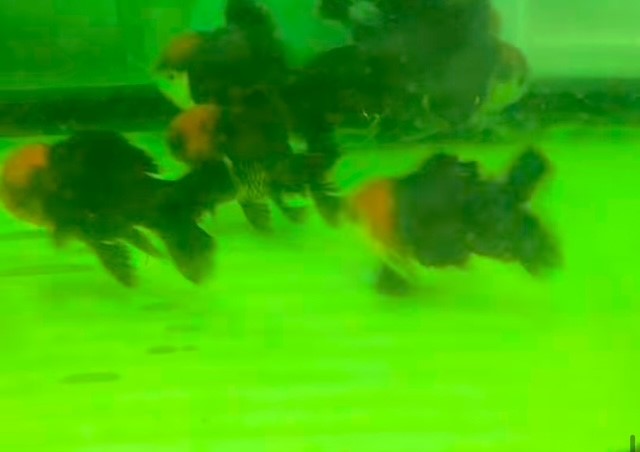 黒丹頂　インドネシア便　ＭＬ　約9cm