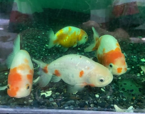 桜ランチュウ　インドネシア便　Ｌ　約10cm