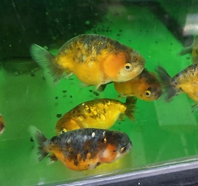 麒麟ランチュウ　インドネシア便　ＭＬ　約8cm