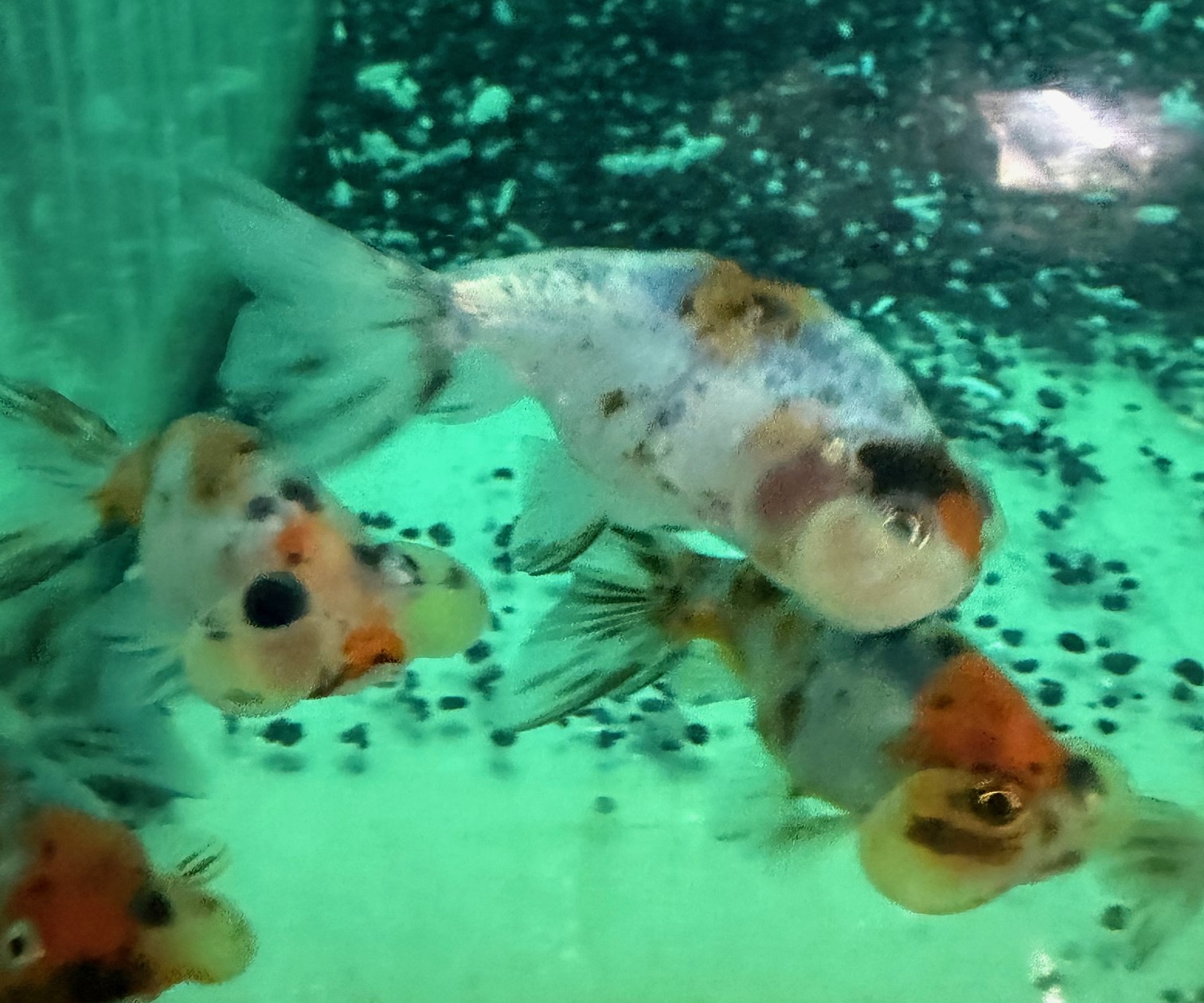 キャリコ水泡眼　インドネシア便　M　約8ｃｍ