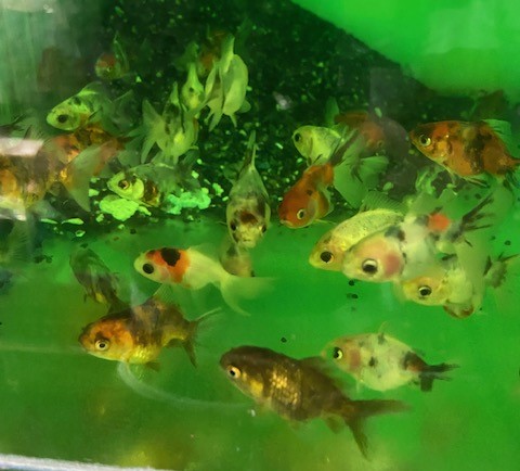 キャリコオランダ　インドネシア便　M　約8cm