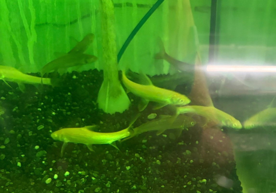 アルビノルシオバルブス　(Luciobarbus capito)中国便　約6～10cm