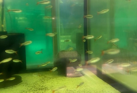 レッドフィンペンギンテトラ　ブリード　M 特価