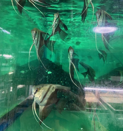 ハーフブラックエンゼル　中国便　M 特価