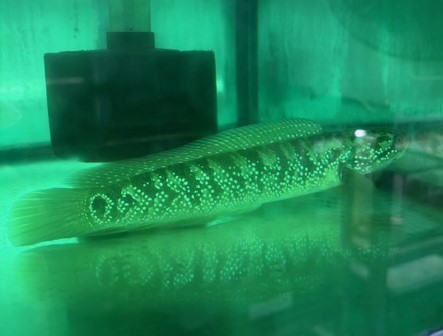 コウタイ（七星魚）　中国便　約23～26㎝