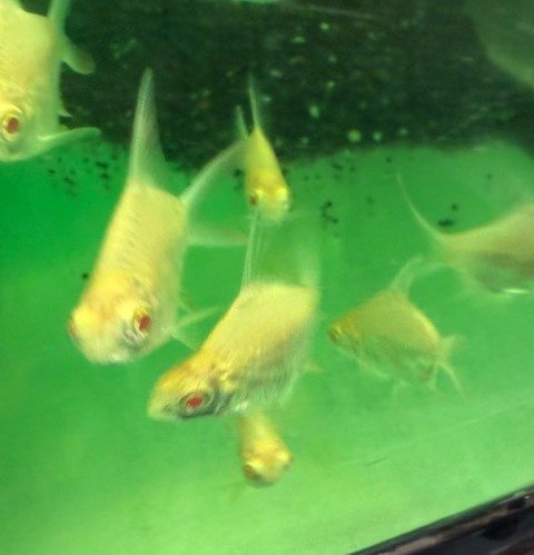 アルビノシルバーバルブ　ショートボディ　約5ｃｍ 特価