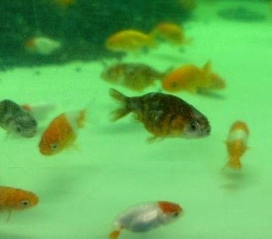 ミックスランチュウ　インドネシア便　SM　約5cm