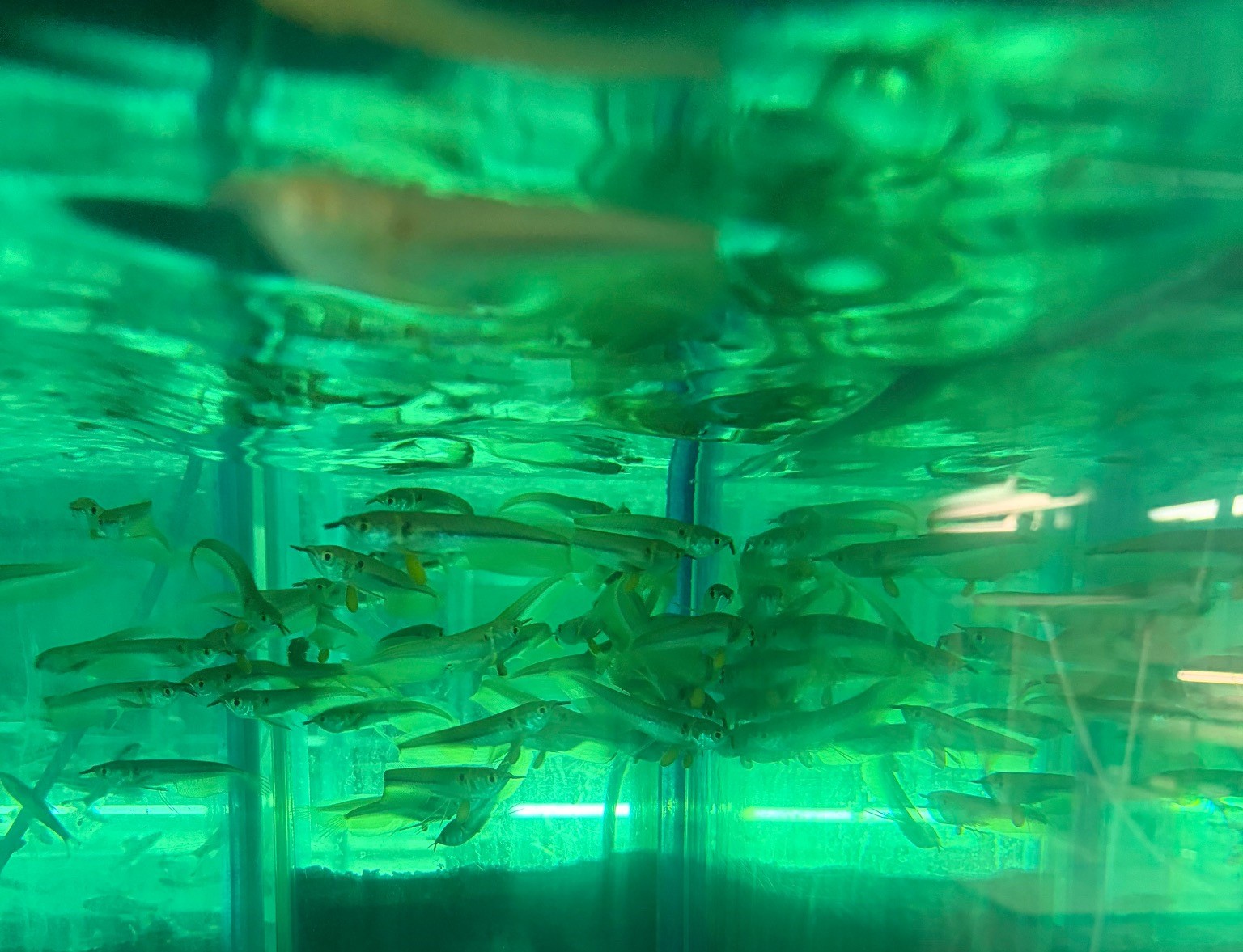 ジャプラシルバーアロワナ　コロンビア便 ヨークサック付キ　ベビー 特価