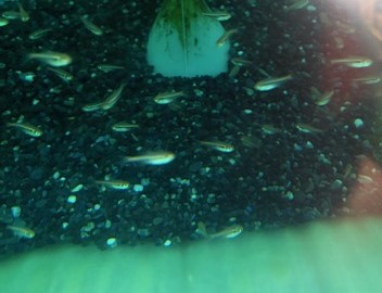 ハイフェソブリコン アマパエンシス　M 特価