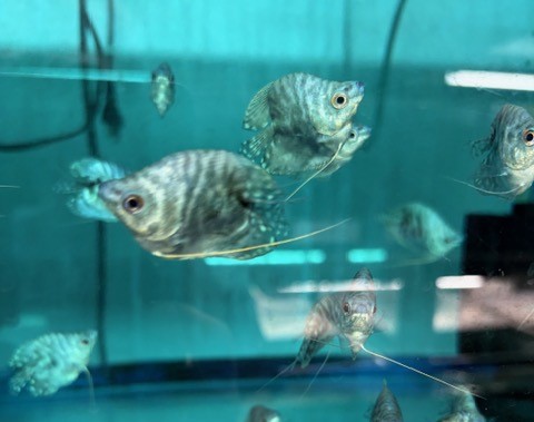 バルーンマーブルグラミー　M 特価