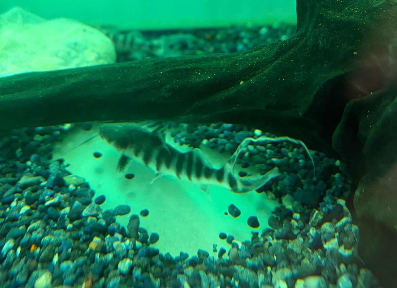 ゼブラキャット　コロビア便　Ｓ　約9～10㎝ 特価