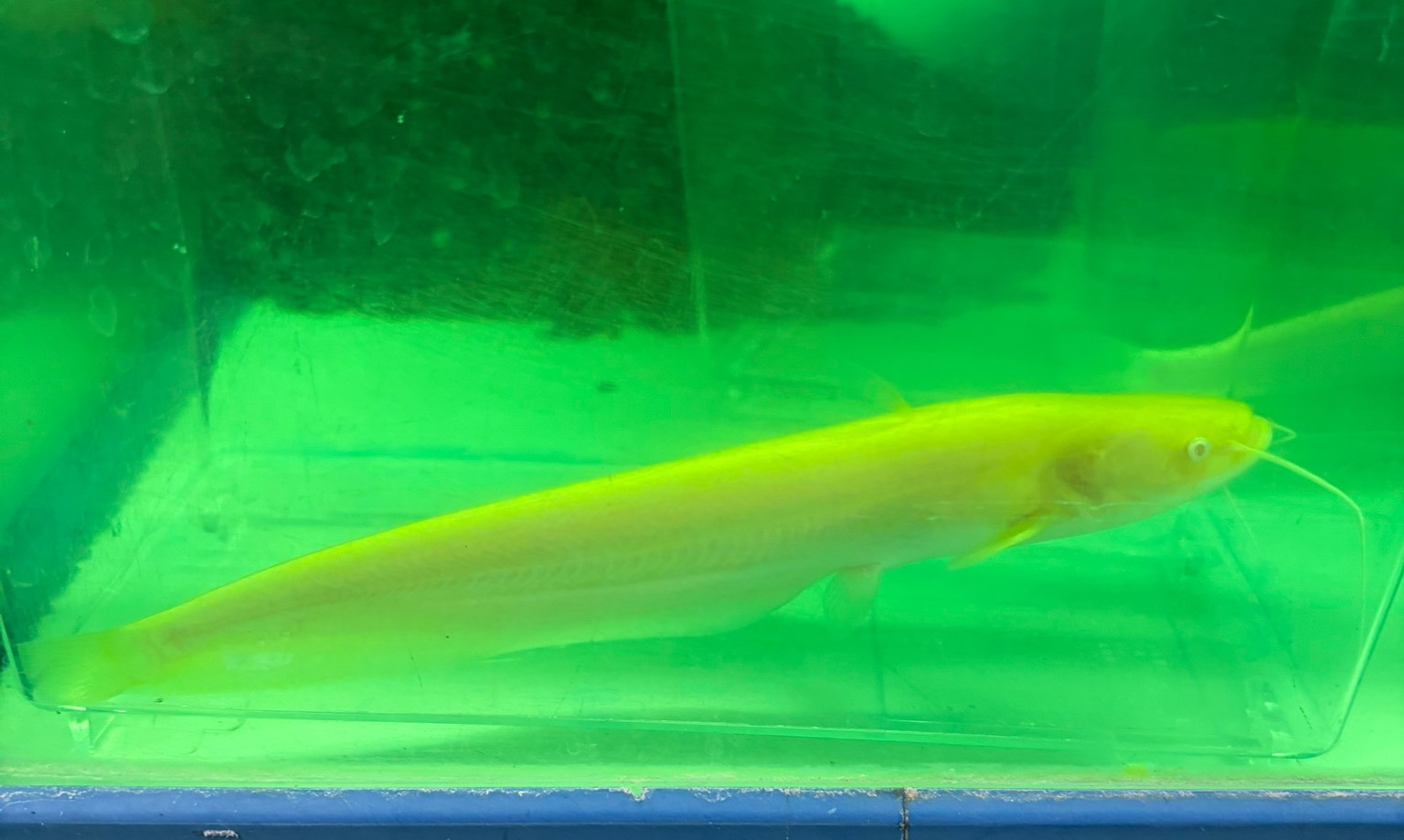 アルビノ南方大口ナマズ　約13～16cm 特価