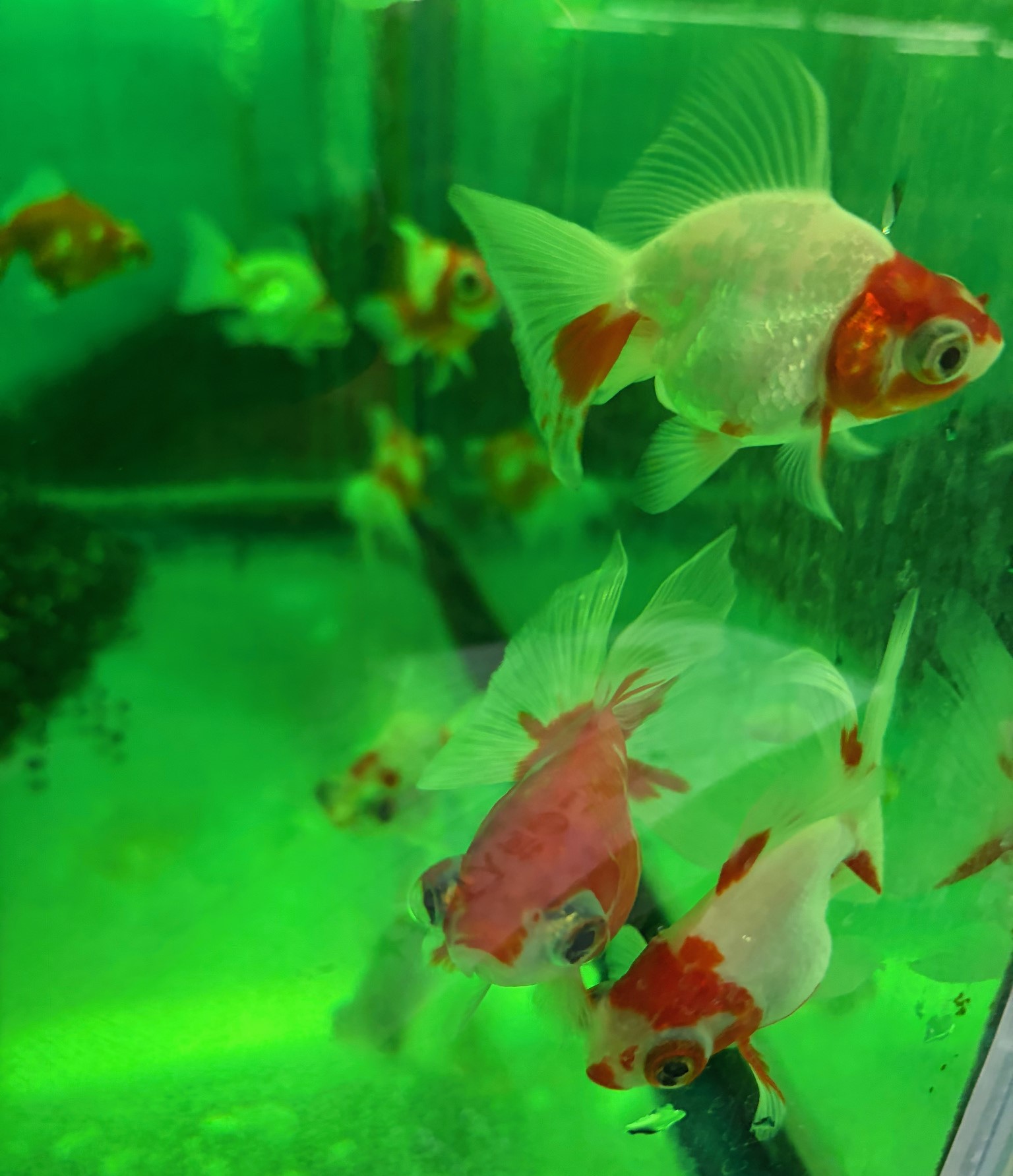 ハイボディ桜出目金　インドネシア便　ＭＬ　約7～8cm