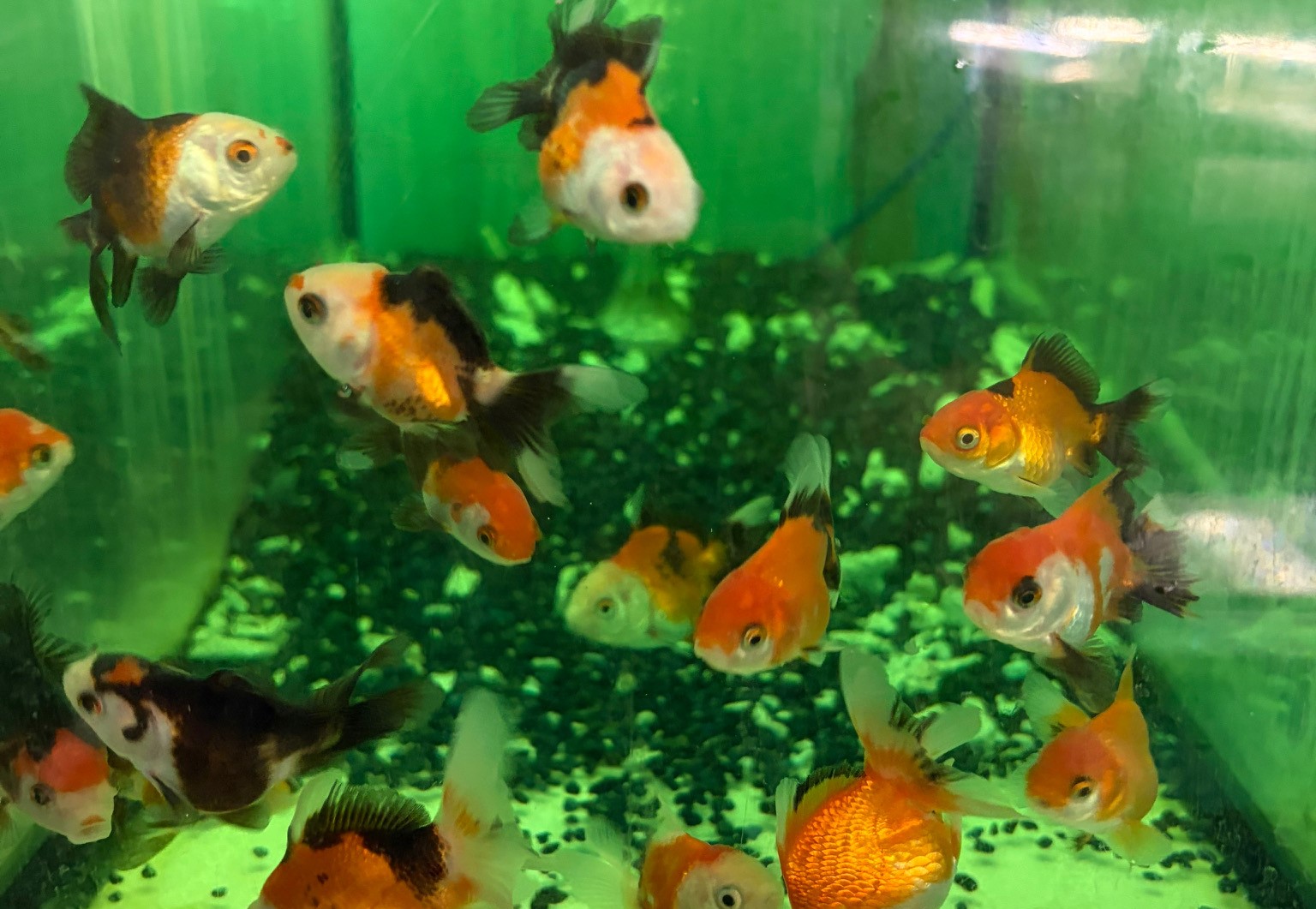 オレンジブラックオランダ　インドネシア便　M　約6cm