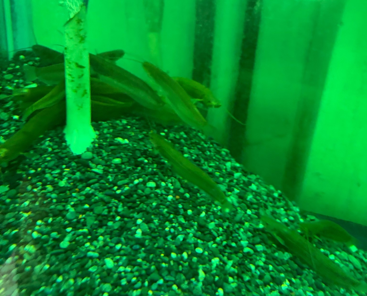 中国ヤナギナマズ　Pterocryptis cochinchinensis 中国便　約8～12cm大 特価