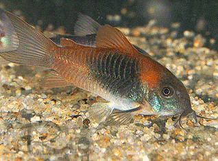 コリドラス 一覧 Riocom Biz By 株式会社リオ