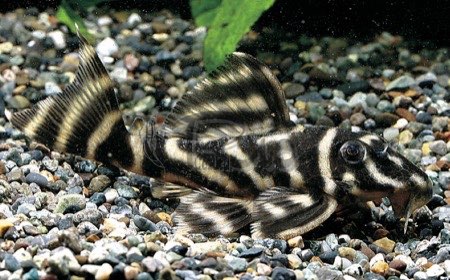 コロンビアガットタイガープレコ　コロンビア便　M 特価