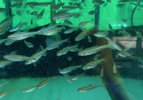 アラバマレインボーシャイナー　M