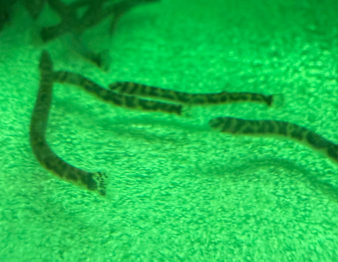 スポッテッドクーリーローチ　約3～5cm