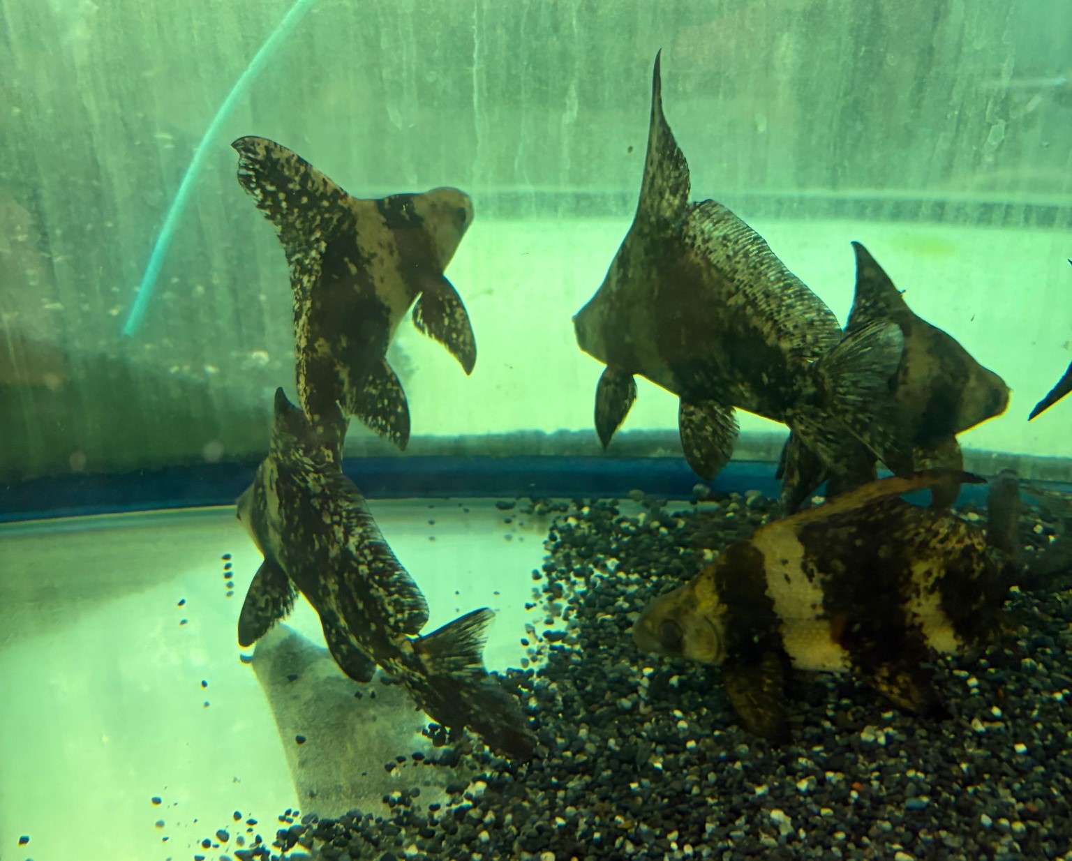 エンツユイ　ＭＬ　約17～19cm 特価