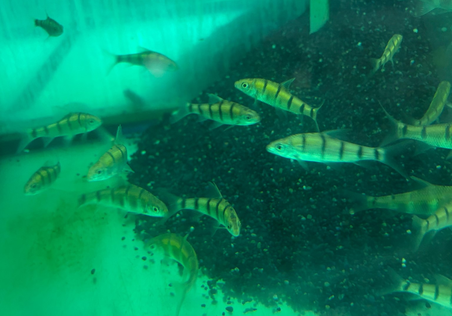 中国クラウンバルブ　M　約7～10cm 特価