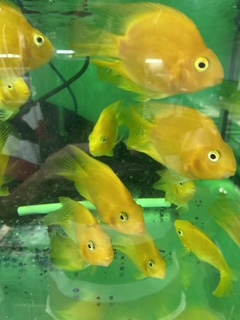 イエローパロットファイヤーシクリッド　約8ｃｍ