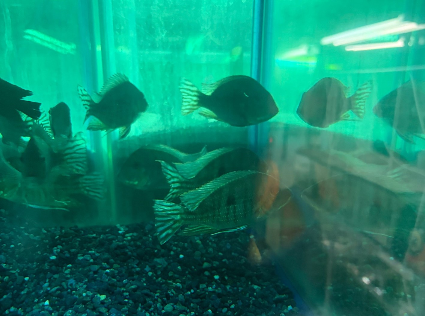 ゲオファーガス レッドヘッドタパジョス　セミショートボディ　約9～11cm 特価