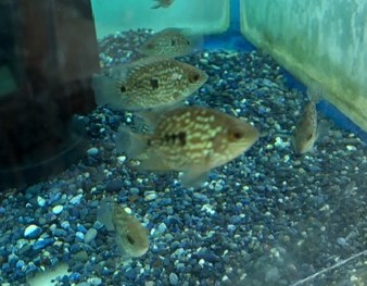 バルーンテキサスシクリッド　M　約5～6cm