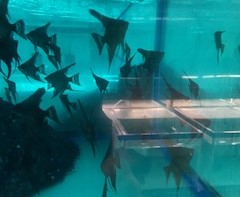 輸入ブラックエンゼル　M