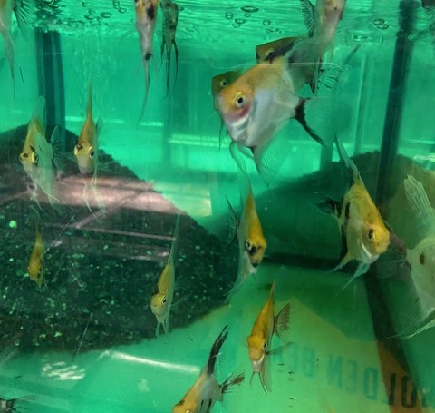 ジャーマンレッドデビルエンゼル　シンガポール便　M