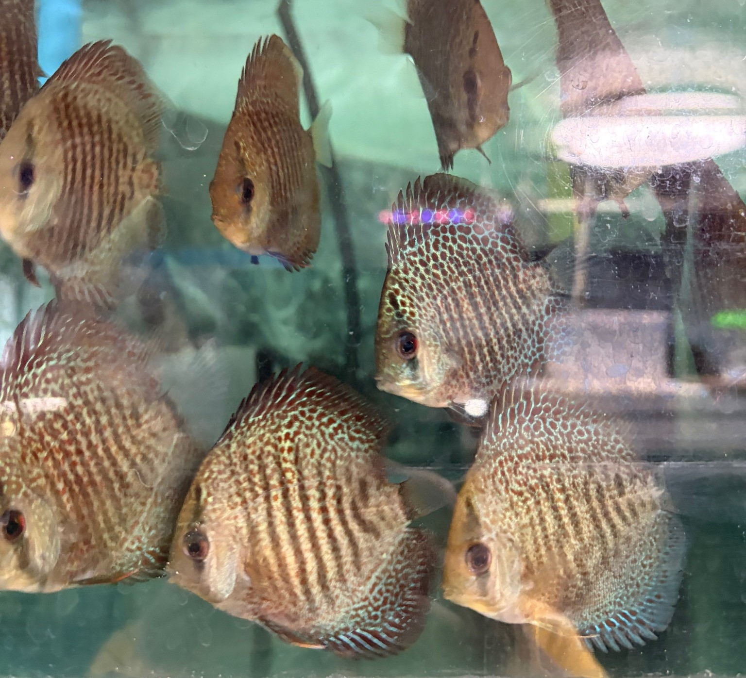 オリエンタルドリーム　Ｓ　約7cm 特価