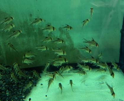 コリドラス デッケリー　コロンビア便　ＭＬ 特価