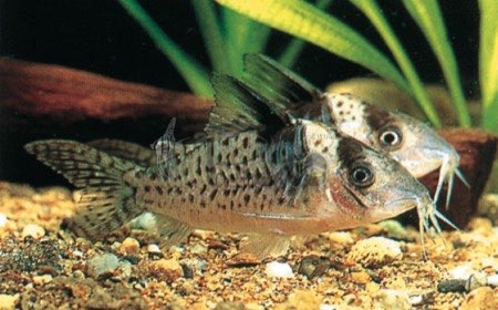 コリドラス デルファックス　コロンビア便　ＭＬ 特価